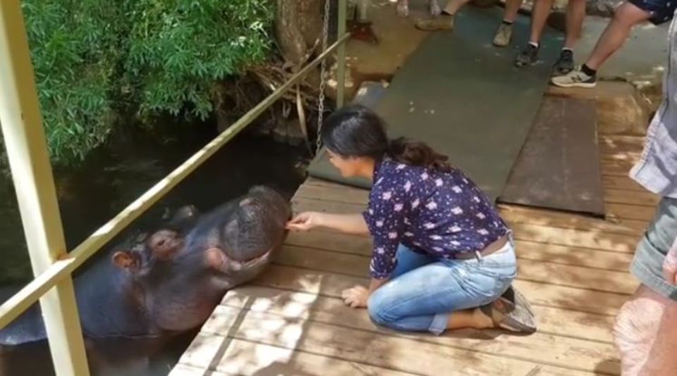 "Nilpferde sind die Tiere, die für die meisten Menschenopfer in Afrika verantwortlich sind, aber Jessica ist ganz lieb", postet Salma Hayek. Die Schauspielerin hat ein Video gepostet, auf dem sie das große und zum Glück sanfte Wesen füttert. "Nilpferde sind die Tiere, die für die meisten Menschenopfer in Afrika verantwortlich sind, aber Jessica ist ganz lieb", postet Salma Hayek. Die Schauspielerin hat ein Video gepostet, auf dem sie das große und zum Glück sanfte Wesen füttert.
