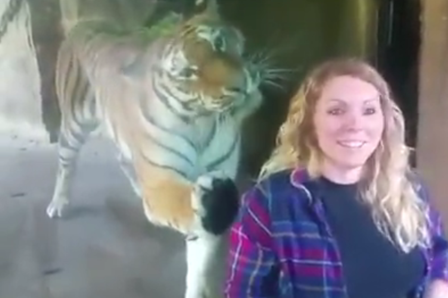 Die Reaktion Dieses Tigers Auf Den Babybauch Einer Frau Ist Unglaublich Gala De