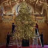 23. November 2017  Mehr als sechs Meter hoch ist die Nordmanntanne, die in Windsor geschmückt wird. Queen Elizabeth klettert nicht selbst auf die Leiter, das übernehmen Bedienstete. Aber über die weihnachtliche Pracht in der "St George's"-Halle dürfte sie sich freuen.