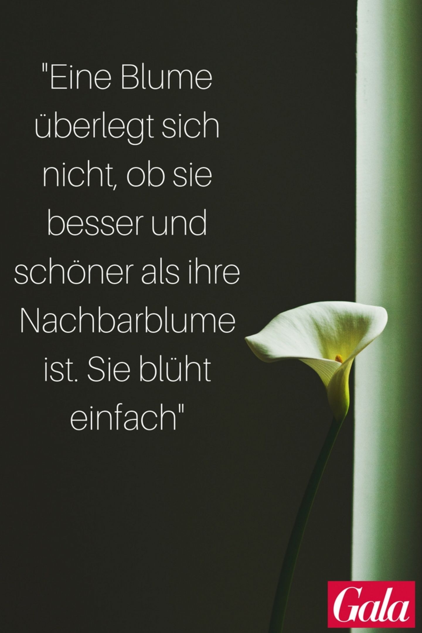 Pinterest Zitate Kleine Lebensweisheiten Und Spruche Gala De