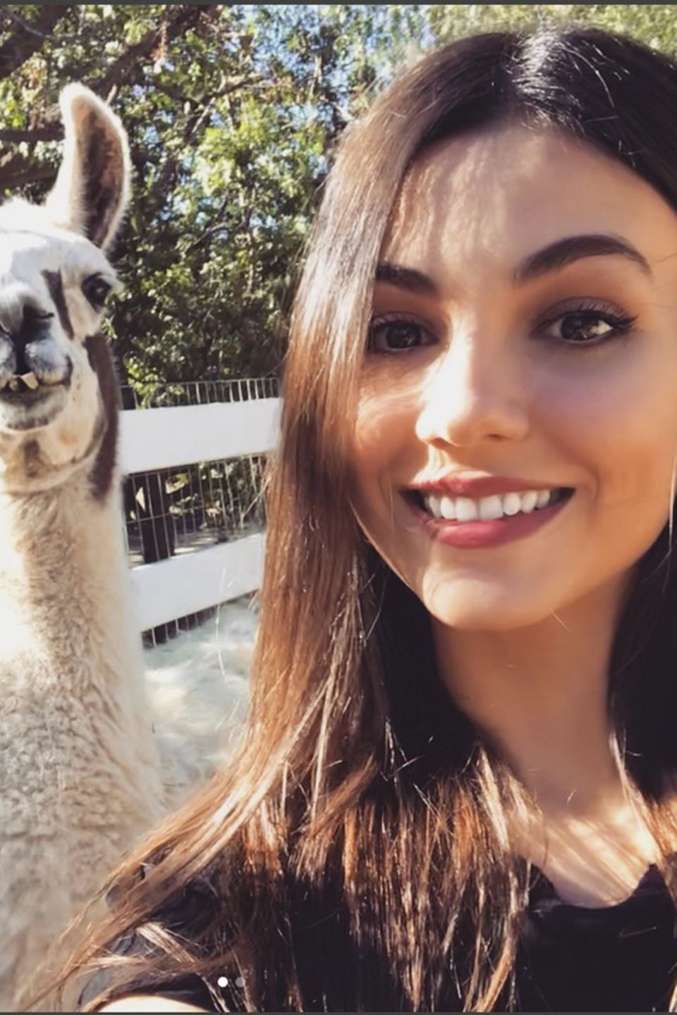 Wie süß ist das denn?! Victoria Justice postet ein Selfie und einem Lama. Dazu schreibt sie: "Hatte die beste Zeit überhaupt am thegentlebarn heute! Sie retten und rehabilitieren Tiere, die missbraucht, krank und alt sind. Sie geben ihnen so viel Liebe, dass es unglaublich ist." Wie süß ist das denn?! Victoria Justice postet ein Selfie und einem Lama. Dazu schreibt sie: "Hatte die beste Zeit überhaupt am thegentlebarn heute! Sie retten und rehabilitieren Tiere, die missbraucht, krank und alt sind. Sie geben ihnen so viel Liebe, dass es unglaublich ist."