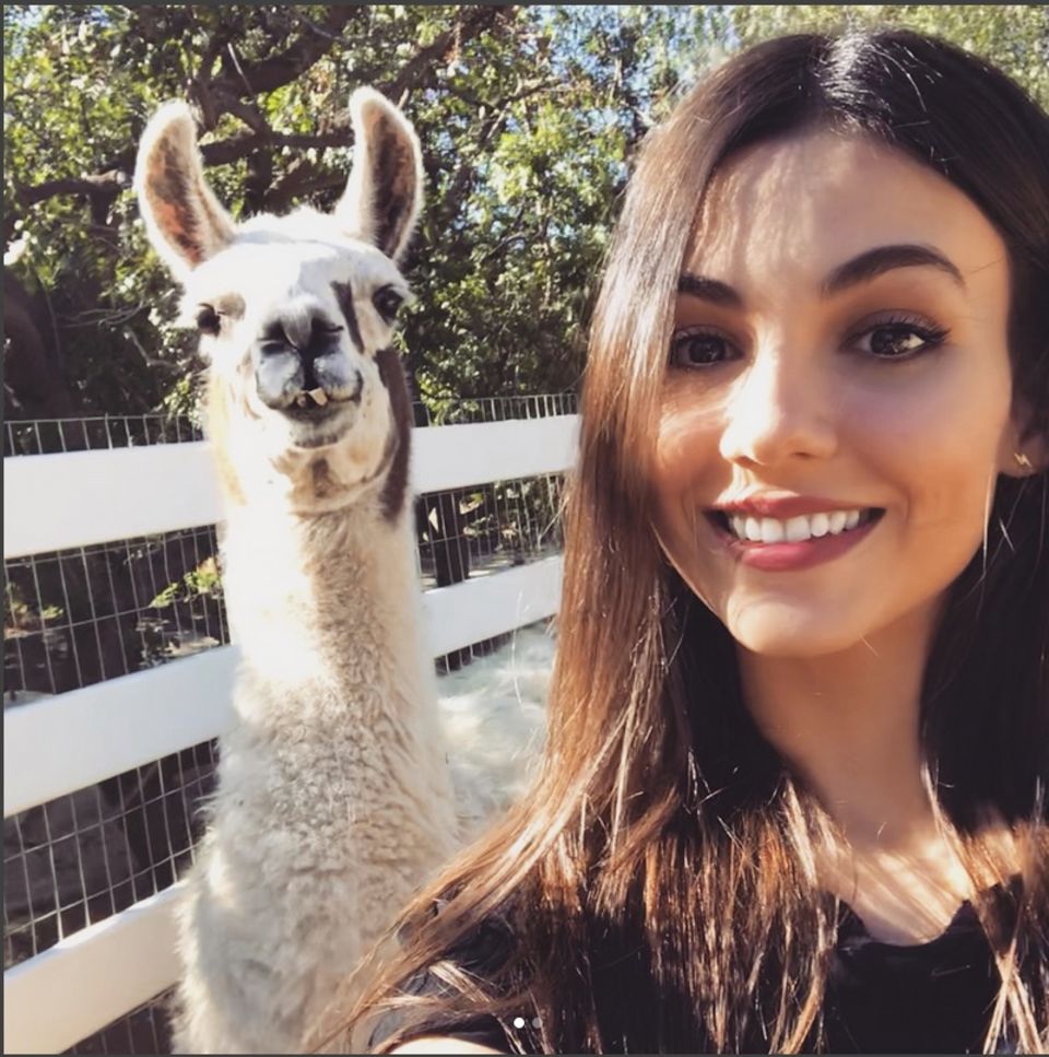 Wie süß ist das denn?! Victoria Justice postet ein Selfie und einem Lama. Dazu schreibt sie: "Hatte die beste Zeit überhaupt am thegentlebarn heute! Sie retten und rehabilitieren Tiere, die missbraucht, krank und alt sind. Sie geben ihnen so viel Liebe, dass es unglaublich ist." Wie süß ist das denn?! Victoria Justice postet ein Selfie und einem Lama. Dazu schreibt sie: "Hatte die beste Zeit überhaupt am thegentlebarn heute! Sie retten und rehabilitieren Tiere, die missbraucht, krank und alt sind. Sie geben ihnen so viel Liebe, dass es unglaublich ist."