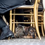 13. Februar 2018   Trauer auf Schloss Amalienborg: Zum Eintrag in die Kondolenzlisten hat jemand passenderweise seinen Dackel mitgebracht. Prinz Henrik, den Dackelfreund, hätte das sicherlich gefreut ...