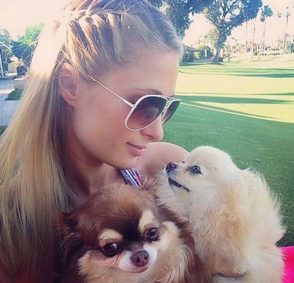 Am 20. Februar ist der "Tag der Haustiere." Dies nahm Paris Hilton zum Anlass, ihre beiden treuen Wegbegleiter auf Instagram zu präsentieren. Am 20. Februar ist der "Tag der Haustiere." Dies nahm Paris Hilton zum Anlass, ihre beiden treuen Wegbegleiter auf Instagram zu präsentieren.