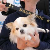 Dieser kleine Zeitgenosse ist für seine Rolle im Film "Dogman" in der Kategorie "Bester Filmhund" nominiert.