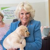 14. Juni 2018  Ganz verliebt in die kleine Labrador Welpin namens Gretel ist Herzogin Camilla. 