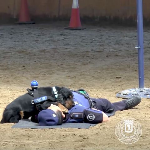Der Polizeihund Poncho und ein Beamter der Policía Municipal de Madrid