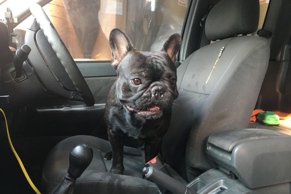 Dickes Fell: Eine französische Bulldogge im Auto. Wie lange das wohl gut geht? Eine französische Bulldogge im Auto. Wie lange das wohl gut geht?
