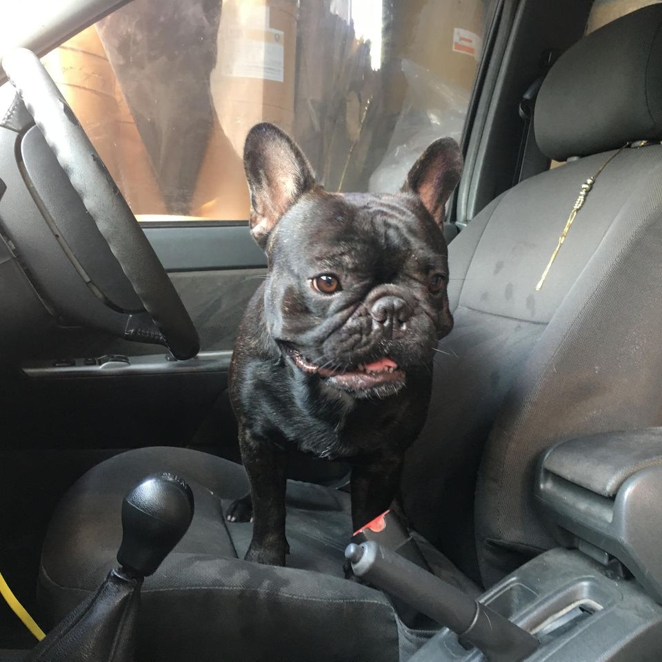 Eine französische Bulldogge im Auto. Wie lange das wohl gut geht?
