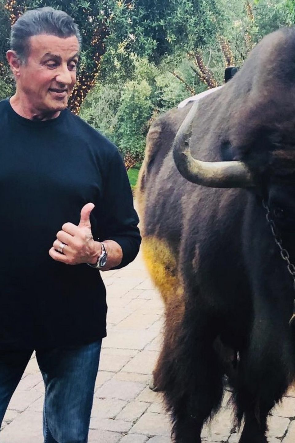 Sylvester Stallone scherzt zu diesem lustigen Schnappschuss auf Instagram, dass er "einen sehr großen Hund adoptiert hat, den er Buffalo Wings nennen will". 