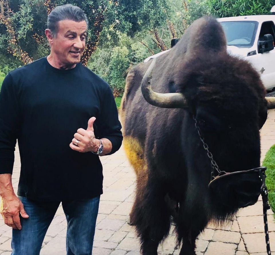 Sylvester Stallone Starportrat News Bilder Gala De