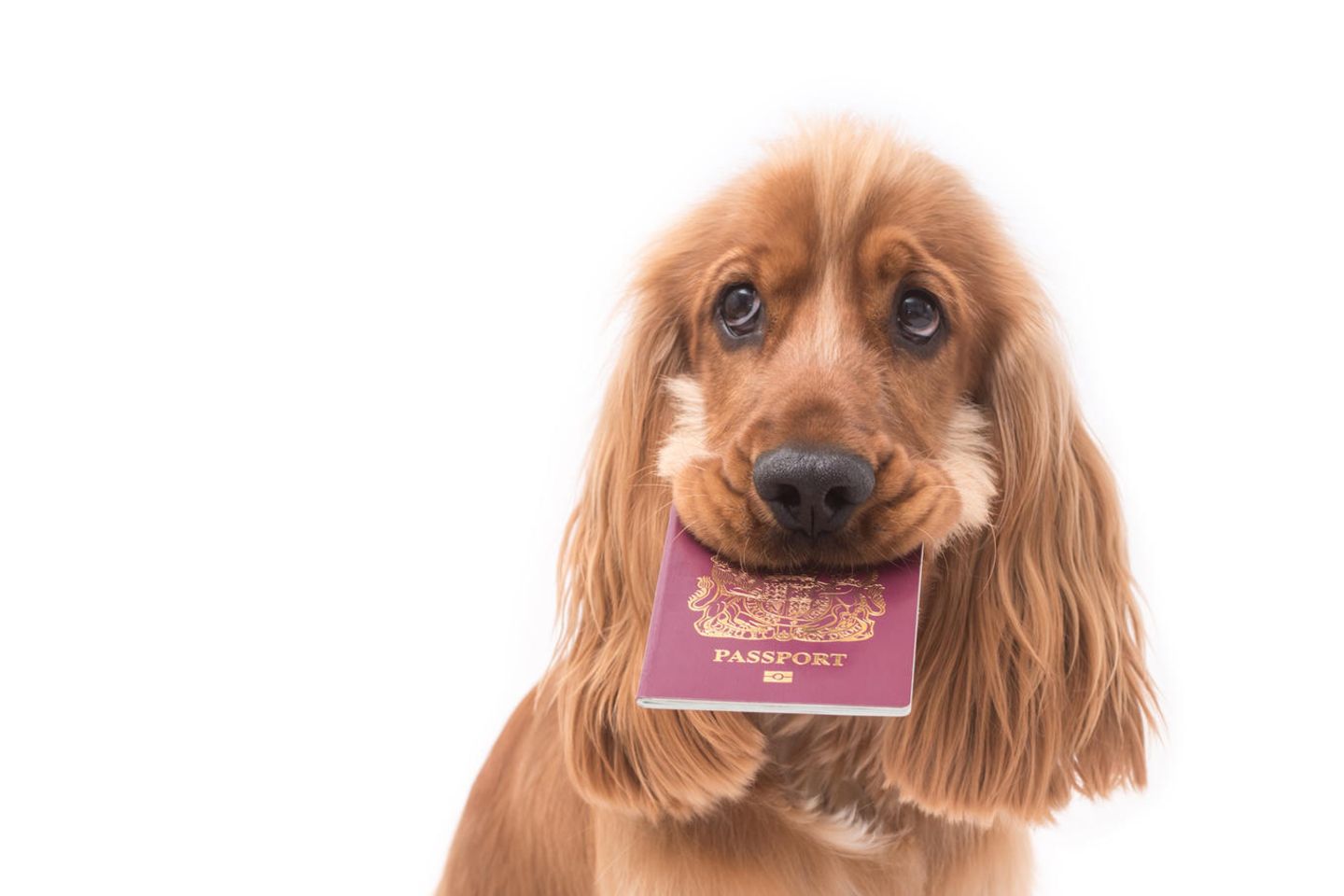 Urlaub zerstört: Kein Urlaub für Familie, weil Hund Reisepässe gefressen hat
