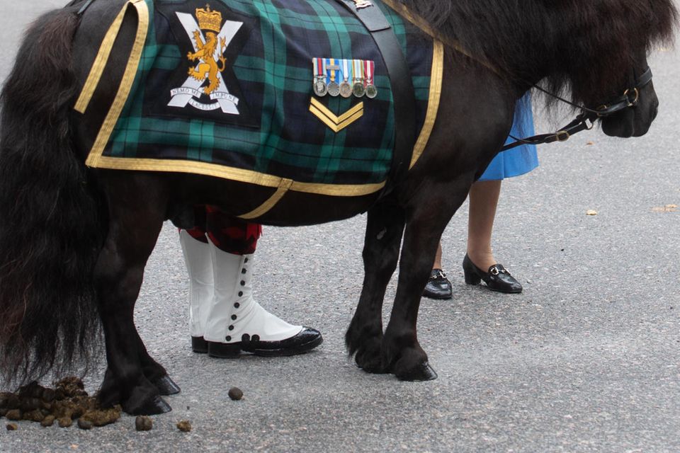 Queen Elizabeth mit dem Maskottchen des "Royal Regiment of Scotland", Shetlandpony Cruachan IV