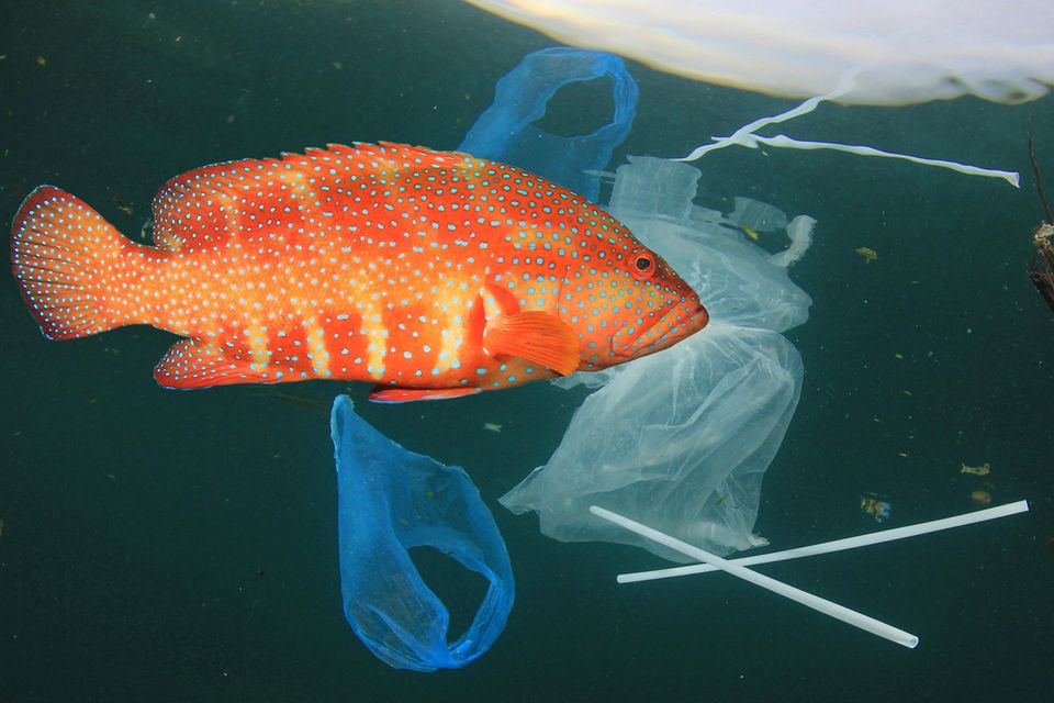 Ein Fisch umringt von Müll.