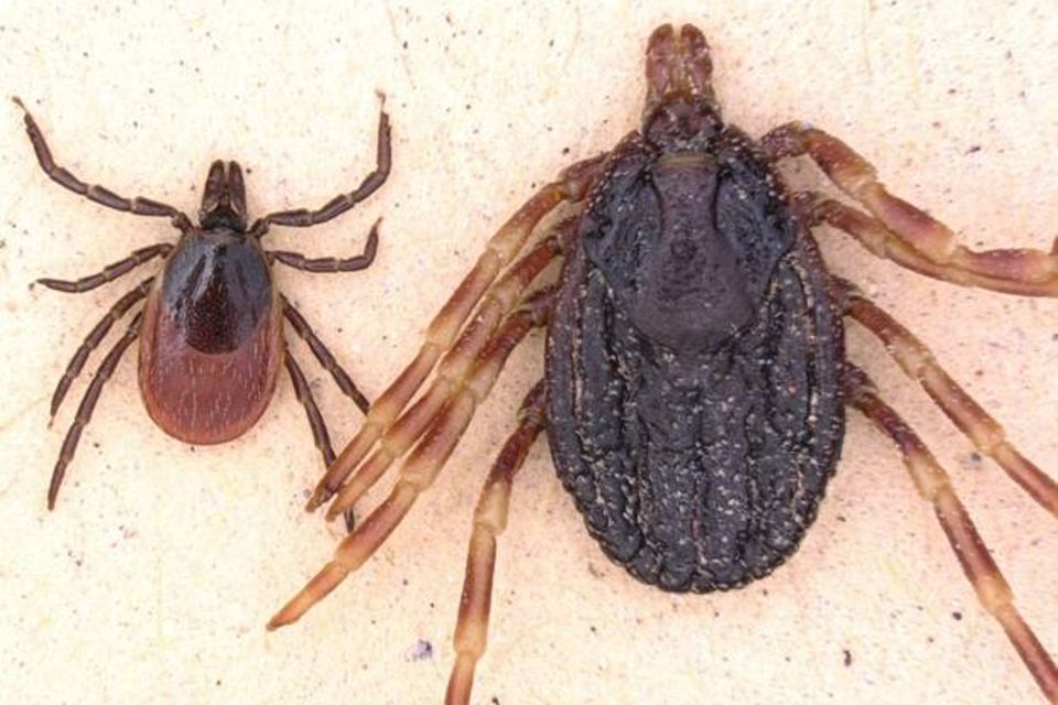 Hyalomma: Hyalomma marginatum (r.) im Vergleich zum Gemeinen Holzbock. Hyalomma marginatum (r.) im Vergleich zum Gemeinen Holzbock.