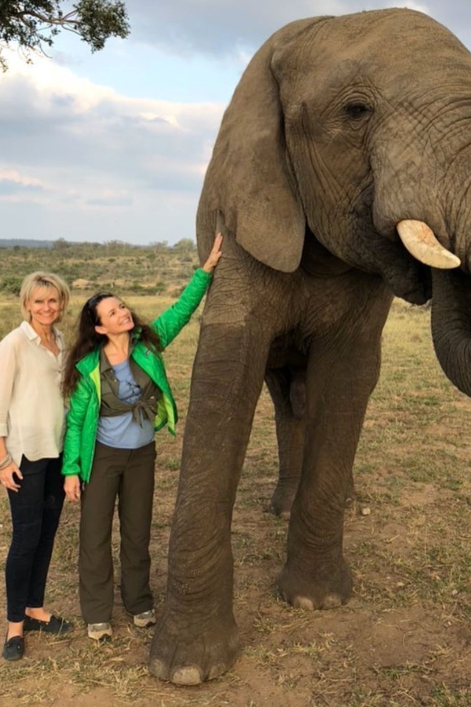 In Südafrika erlebt Kristin Davis (Mitte) diesen magischen Moment, wie sie selbst beschreibt. Der "Sex and the City"-Star lernt die gerettete Elefantendame Jabulani kennen. In Südafrika erlebt Kristin Davis (Mitte) diesen magischen Moment, wie sie selbst beschreibt. Der "Sex and the City"-Star lernt die gerettete Elefantendame Jabulani kennen.