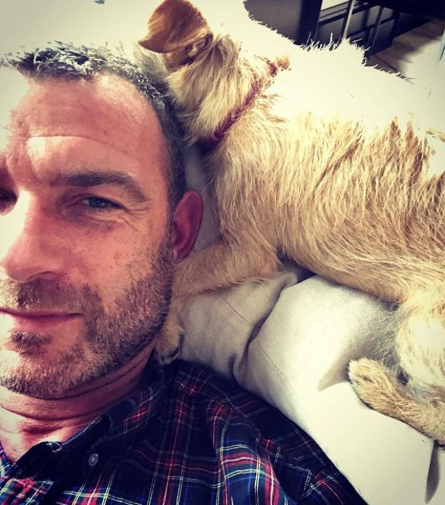 4. Oktober 2018   "Genau da, wo ich sein möchte. Danke euch allen", postet Hundefan und Geburtstagskind Liev Schreiber.