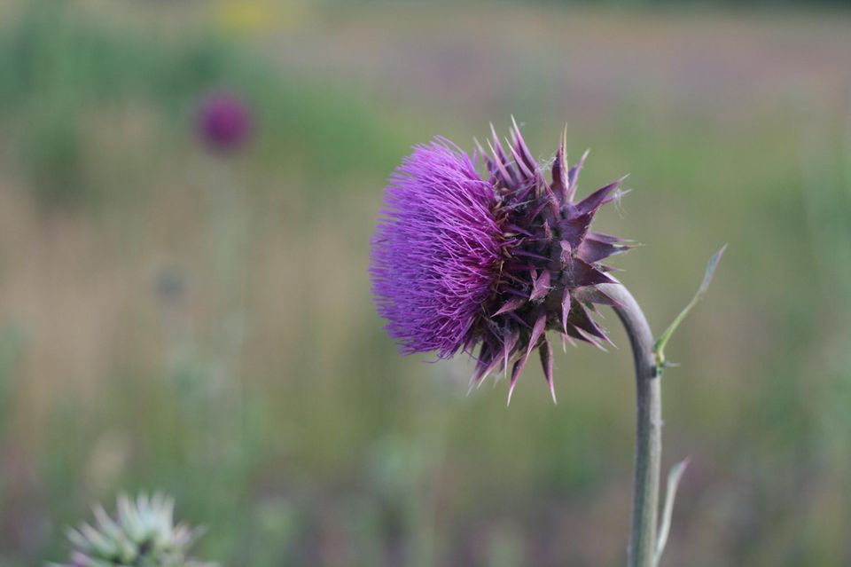 Mariendistel Mariendistel