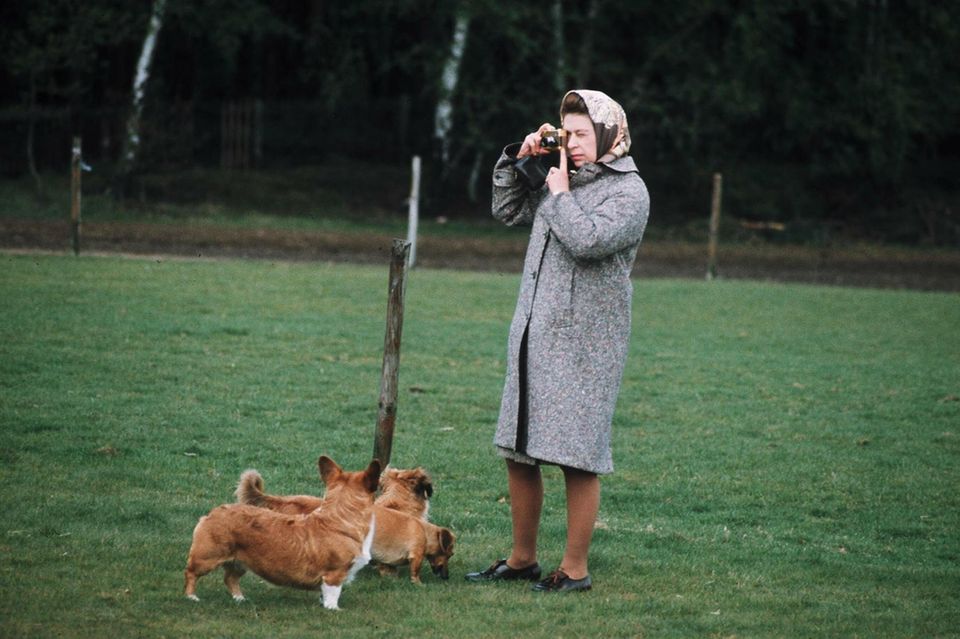 Die Corgi-Ära geht zu Ende: Hier spaziert Queen Elizabeth II. mit drei ihrer Corgis in den 60er Jahren durch den britischen Windsor Great Park Eine Liebe, die nie vergeht: Queen Elizabeth II. mit drei ihrer Corgis im britischen Windsor Great Park in den 60er Jahren