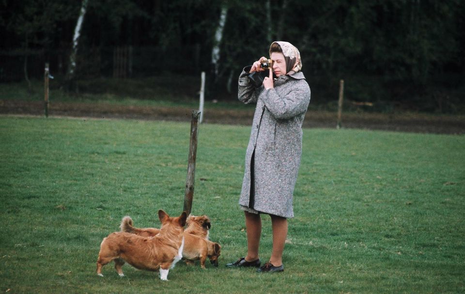 Die Corgi-Ära geht zu Ende: Hier spaziert Queen Elizabeth II. mit drei ihrer Corgis in den 60er Jahren durch den britischen Windsor Great Park Eine Liebe, die nie vergeht: Queen Elizabeth II. mit drei ihrer Corgis im britischen Windsor Great Park in den 60er Jahren