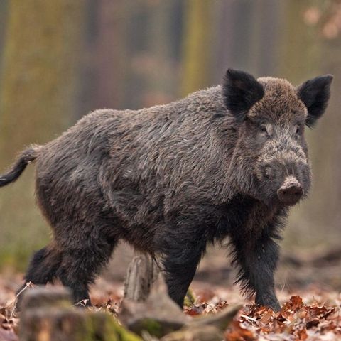 Ein Rentner in Berlin hat ein Wildschwein erschlagen. Der Grund ist kurios