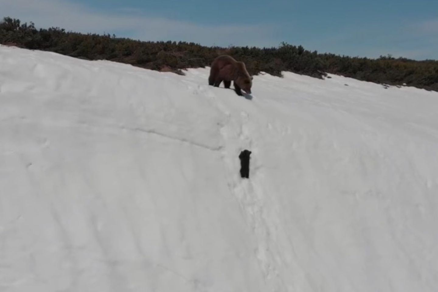 Eine Drohne erschrickt die Bären-Mama und bringt den Kleinen zum Sturz