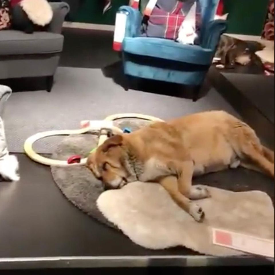 Hund bei Ikea