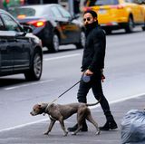 30. November 2018  Dick eingepackt spaziert Justin Theroux mit seinem Hund durch die Straßen von New York. Hätten Sie den Hollywood-Beau erkannt? 