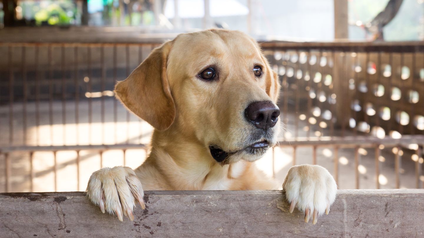 Hundeelend Labrador drohte an einer seltenen Krankheit zu sterben
