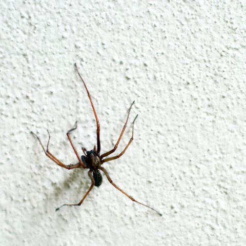 Spinnen in den eigenen vier Wänden - für einen australischen Mann eine Katastrophe