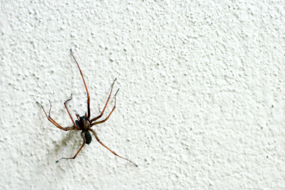 Spinnen in den eigenen vier Wänden - für einen australischen Mann eine Katastrophe