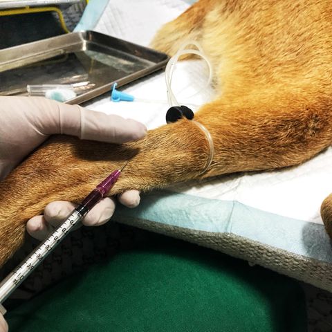 Der Hund musste sofort in die Tierklinik