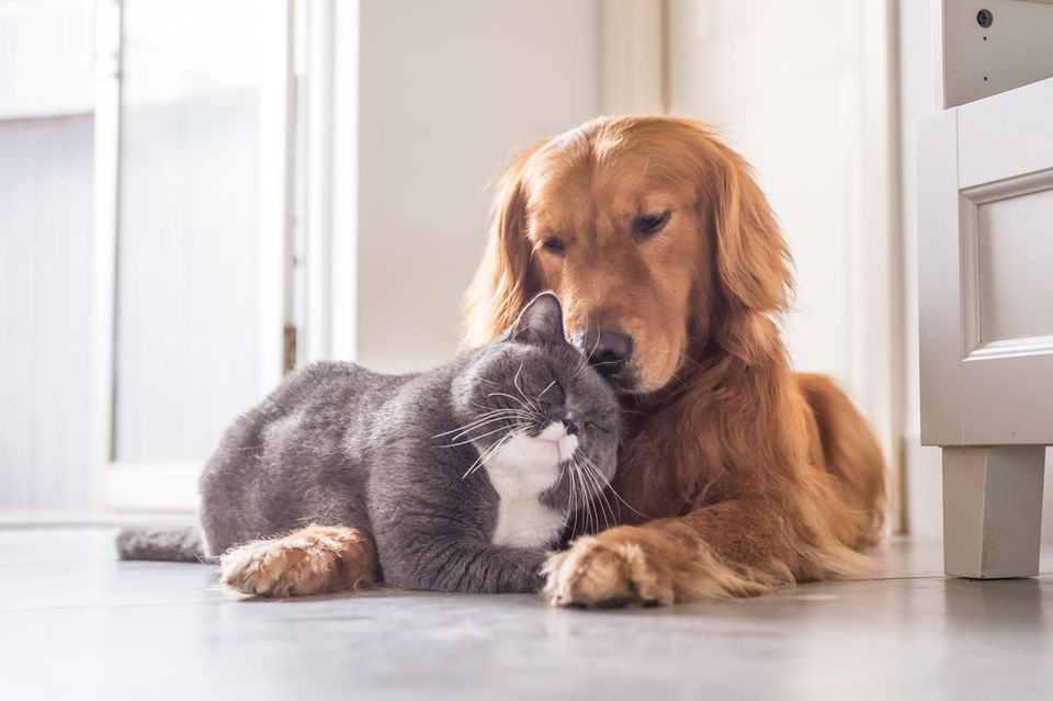 Ente und Hund oder Eile und Katze Das sind die tierisch süßesten