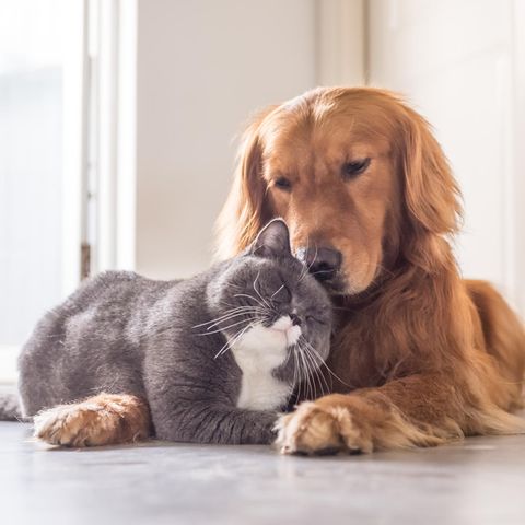 Hund und Katze schmusen miteinander