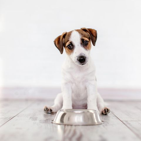 Hill's Pet Nutrition ruft Hundefutter zurück