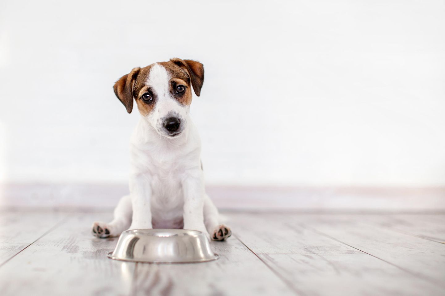 Hill's Pet Nutrition ruft Hundefutter zurück
