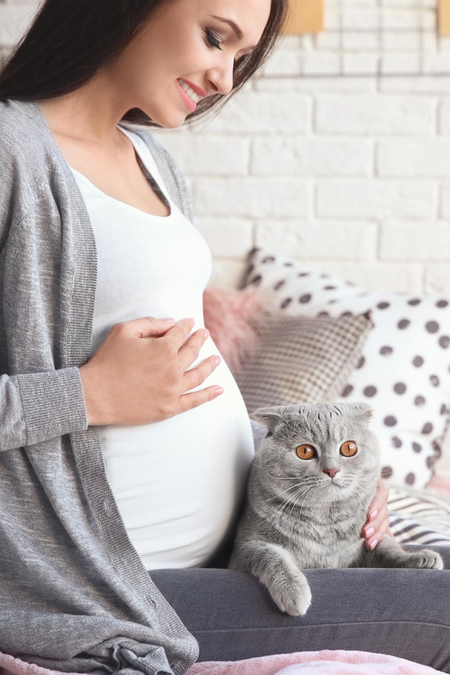 Schwangerschaftstest Katze