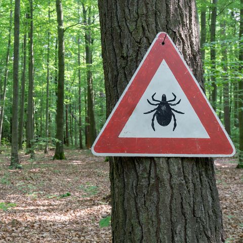Zecken sind eine echte Plage in der Natur