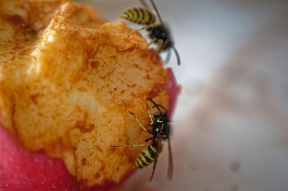 Erste Hilfe: Im Sommer sind die unliebsamen Insekten wieder da: Wespen. Im Sommer sind die unliebsamen Insekten wieder da: Wespen.