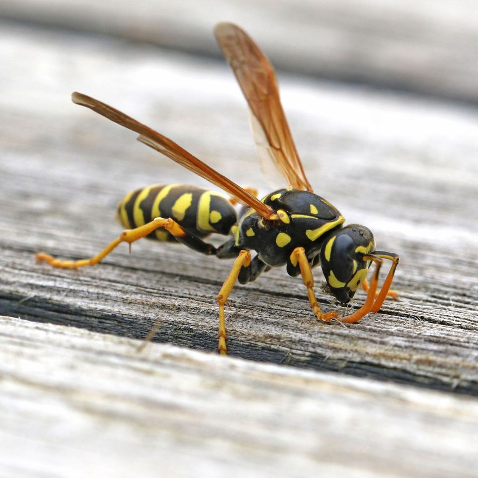 Wespenstiche behandeln ist kein Problem – mit diesen unvergesslichen Tipps