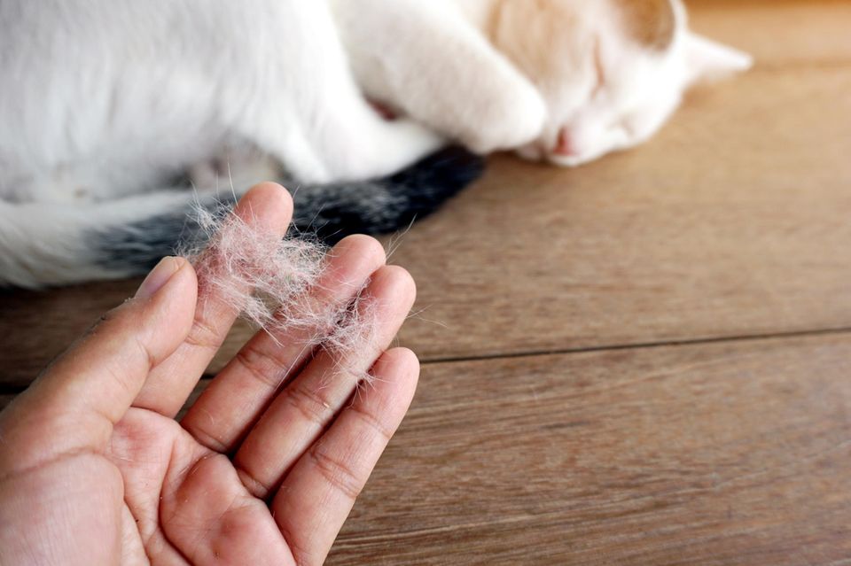 Katzenallergie Tierallergie: Ursachen