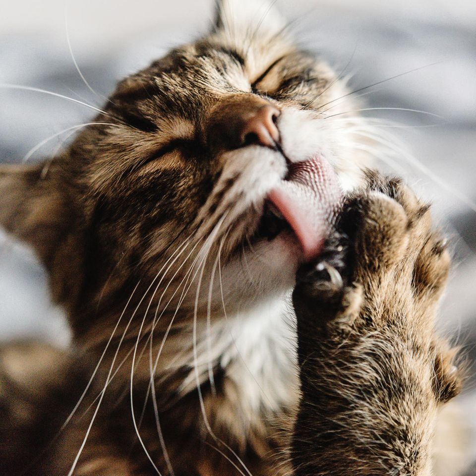 Bei einer Katzenallergie lautet der erste Tipp auf Abstand mit dem Tier zu gehen. Doch muss die Allergie nicht zwingend das Ende des Traums von einer Katze sein. Entscheidend ist die Auswahl des Tiers und anschließende Hygiene. GALA klärt Sie über die wichtigsten Fakten auf.