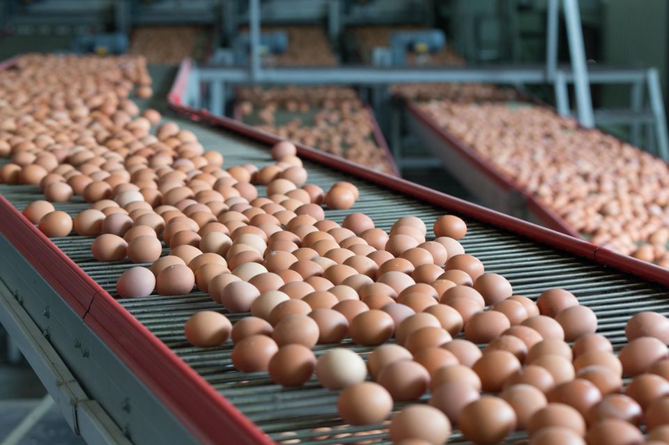 "Öko-Test" fällt ernüchterndes über zahlreiche Eier-Betriebe.