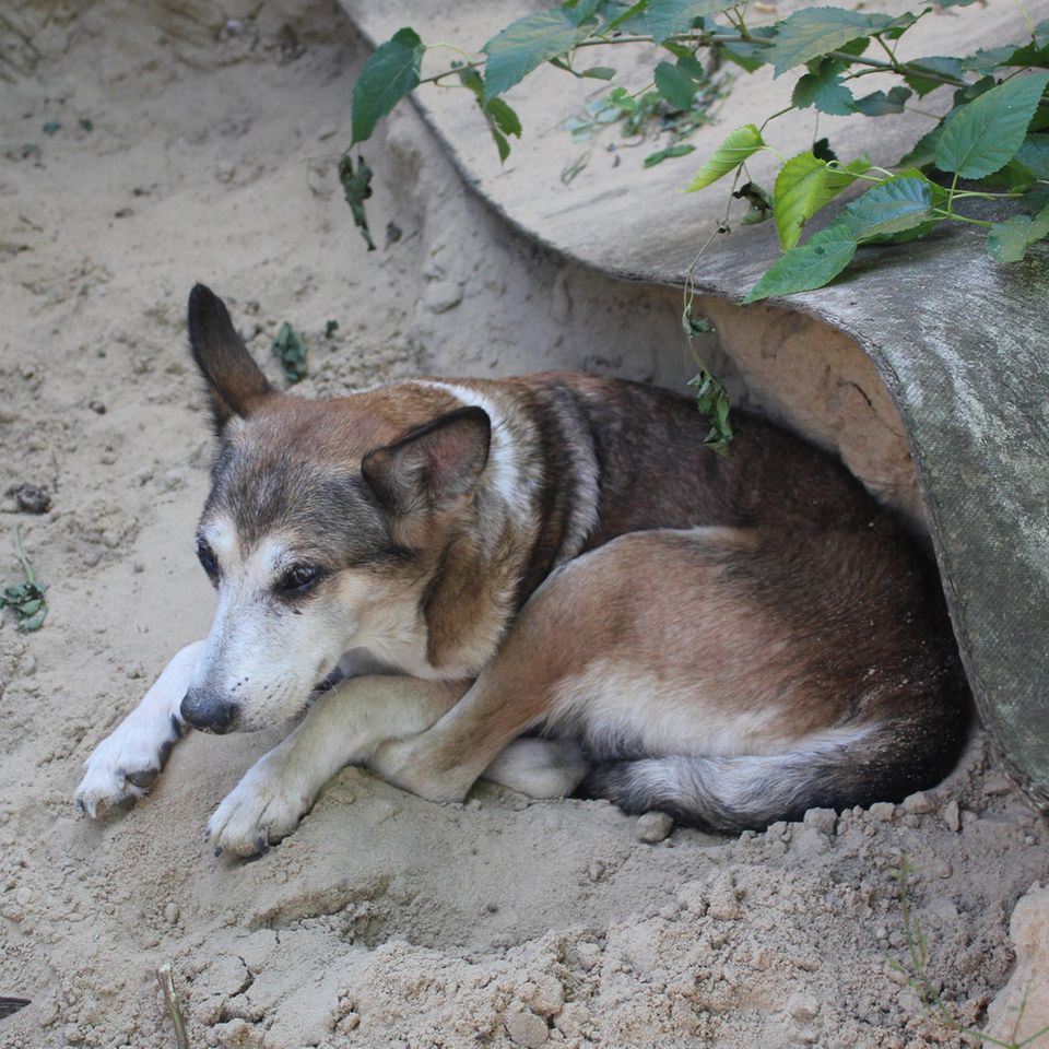 In Russland wurde ein Hund lebendig begraben