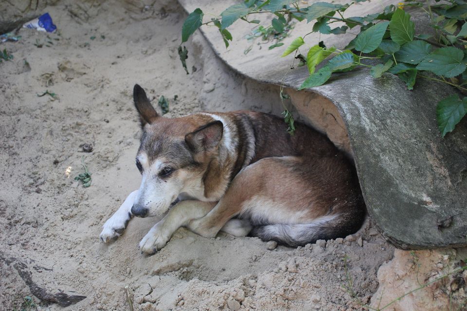 In Russland wurde ein Hund lebendig begraben
