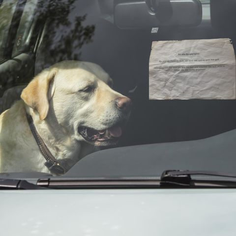 Hund im Auto mit Notiz an der Scheibe