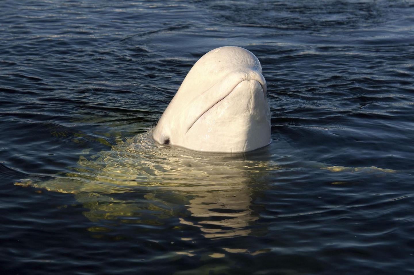 Vor Norwegens Küste ist ein Beluga-Wal mit Kamerageschirr entdeckt worden