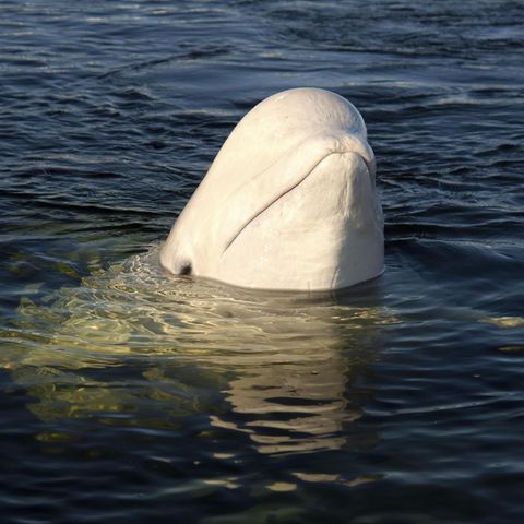 Vor Norwegens Küste ist ein Beluga-Wal mit Kamerageschirr entdeckt worden