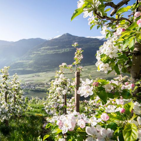 Im Mai stehen die Südtiroler Apfelbäume in voller Blüte.