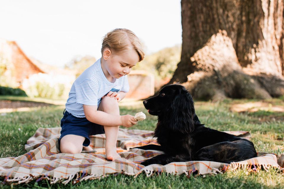 Prinzessin Charlotte + Prinz George: Der dreijährige Prinz George gibt Familienhund Lupo etwas von seinem Eis ab. Der dreijährige Prinz George gibt Familienhund Lupo etwas von seinem Eis ab.